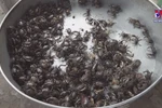 Catching freshwater crabs helps Dong Thap farmers earn a living
