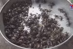 Catching freshwater crabs helps Dong Thap farmers earn a living