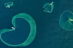 Breathtaking net-fishing moments off coast of Phu Yen 