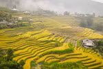 Gold covers terraced rice fields in Ha Giang