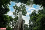 Cuc Phuong honored as "Asia's Leading National Park" for 4th time