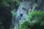 Cat Ba Langur - Endangered primate species