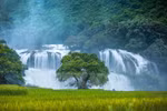 Ban Gioc Waterfall - Natural masterpiece in Southeast Asia