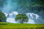 Ban Gioc Waterfall - Natural masterpiece in Southeast Asia
