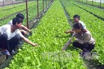Japanese firms interested in high-tech farming in Bac Lieu 