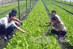 Japanese firms interested in high-tech farming in Bac Lieu 
