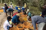 Mekong Delta aims for sustainable shrimp production at high profits