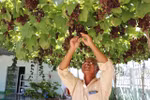 Ninh Thuan province develops superior grape variety