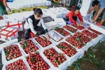 Bac Giang plans promotional events to boost lychee exports