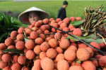 Hai Duong’s lychee, longan export successful beyond expectation 