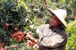 Export target of over 41 billion USD within reach: Agricultural sector