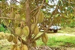 Drought, intrusion and lower demand leave fruit farmers feeling bitter