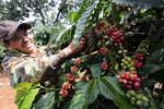 Ministry predicts 2020 export growth of 3-4 pct.