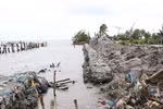 Western sea dyke in Ca Mau, Kien Giang needs urgent protection