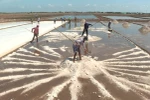 Farmers enjoy bumper salt production, high prices in Mekong Delta
