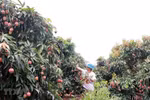 Bac Giang earns 300 million USD from lychee this year