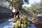 Mekong Delta to expand fruit, seafood production in response to climate change