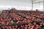 Kien Giang calls for investment in agriculture development