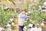 Hanoi’s agriculture strives to achieve growth target