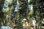 Exports of pepper to India at risk