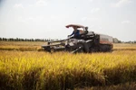 Rosy signs show bright prospect for rice export