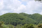 Bac Giang encouraging production forest development
