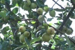 Mu Cang Chai boosts Son Tra apple cultivation