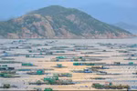 Commercial lobster farming on Binh Ba island