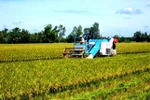 Vietnamese rice makes name in world market