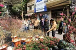 Hanoi opens 64 spring flower markets to welcome Tet