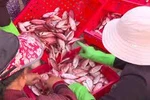 Vietnam sees chance for IUU yellow card to be rescinded 