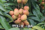 Early ripen lychees sold at high price