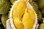 Vietnam earns more than 1.3 billion USD from shipping durian abroad in the first six months of 2024 (Photo: baocongthuong.vn)