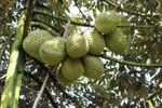 Vietnamese durian (Photo: VNA)