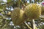 Tien Giang’s durian growers posting big profits