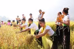 Thai ethnic festival adds flavour to Lai Chau province