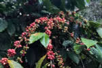 Much room for Vietnam’s coffee export to Japan