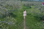 Early plum blossoms attract tourists to Moc Chau Plateau