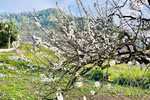 Alluring flower season on Moc Chau plateau