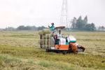 Straw baled ready to grow mushrooms. (Photo: VNA)