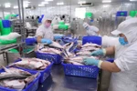 Pangasius exports in the first eight months of this year increased by 9% on year to 1.3 billion USD (Photo: VNA)