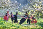 Plum blossoms blanket Moc Chau Plateau in white
