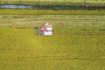 Good signs for Vietnam's rice exports