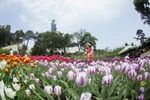 Vibrant tulip garden atop Ba Den Mountain