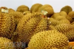 Vietnamese durian accounts for nearly 32% of China’s imports
