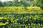 Mekong flower farmers prepare for Tet