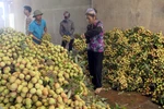 Bac Giang to export half of lychee output