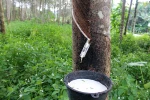 Vietnam makes effective rubber investment in Lao province