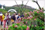 Rhododendron flowers await visitors at festival in Sa Pa