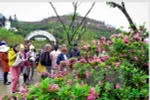Rhododendron flowers await visitors at festival in Sa Pa